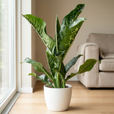 Dieffenbachia Seguine 'Caiman' in witte keramische pot op lichte houten vloer naast een groot raam in een Scandinavische woonkamer
