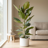 Ficus Benghalensis 'Joy' in matte witte pot op lichte eikenvloer naast een groot raam in een Scandinavische woonkamer