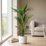 Howea Forsteriana (Kentia) 5 Pit in witte keramieken pot op een lichte eikenhouten vloer naast het raam in een lichte Scandinavische woonkamer