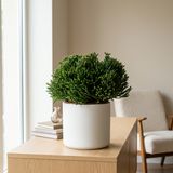 Hatiora Salicorniodes in witte keramieken pot op een eiken dressoir in een lichte Scandinavische woonkamer