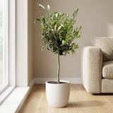Olea olijfboompje in witte keramieken pot op een lichte houten vloer naast het raam in een Scandinavische woonkamer