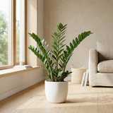 Zamioculcas in matte witte pot op eiken vloer naast een raam in een lichte Scandinavische woonkamer