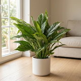Diamond Variegata in witte keramieken pot op een lichte eiken vloer naast het raam in een Scandinavische woonkamer