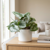 Philodendron Scandens Pictus Trebie in witte keramieken pot op een eiken dressoir in een lichte Scandinavische woonkamer