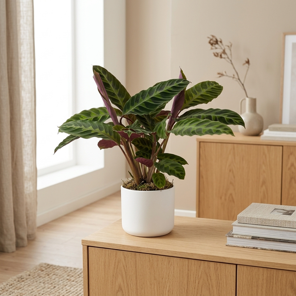 Calathea Warscewiczii in witte keramieken pot op een eiken dressoir in een lichte Scandinavische woonkamer