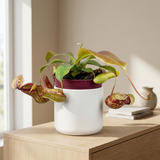 Nepenthes Gaya in witte keramieken sierpot op een eikenhouten dressoir in een lichte Scandinavische woonkamer