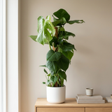 Monstera Mosstok met mosstok in witte keramieken pot op een eiken dressoir in een lichte Scandinavische woonkamer