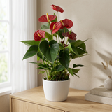 Anthurium Success Red In Transparant Sleeve in een witte sierpot op een eiken dressoir in een lichte Scandinavische woonkamer