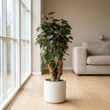 Polyscias Fabian in witte keramieken pot op een lichte eikenhouten vloer naast een groot raam in een Scandinavische woonkamer