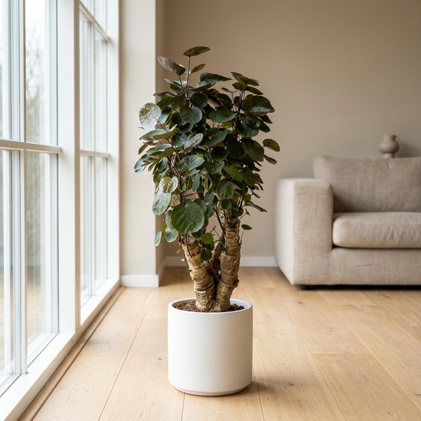 Polyscias Fabian in witte keramieken pot op een lichte eikenhouten vloer naast een groot raam in een Scandinavische woonkamer