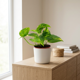 Epipremnum Aureum in witte keramieken pot op een eiken dressoir in een lichte Scandinavische woonkamer