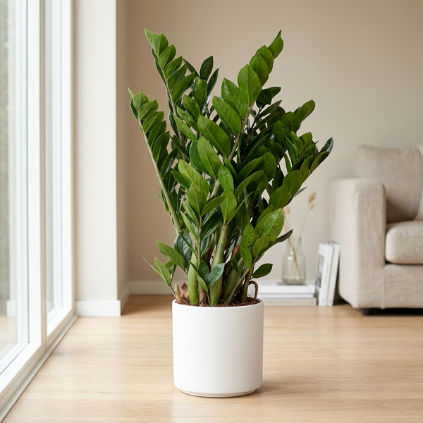 Zamioculcas Zamiifolia in een matwitte keramieken pot op een lichte eiken vloer naast een groot raam in een Scandinavische woonkamer