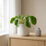 Pilea Sugar in witte keramieken pot op een eiken dressoir in een lichte Scandinavische woonkamer