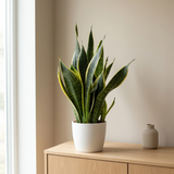 Sansevieria Futura Superba in witte keramieken pot op een eiken dressoir in een lichte Scandinavische woonkamer
