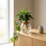 Monstera Adansonii in bolglas met klikkurk op een eiken dressoir in een lichte Scandinavische woonkamer