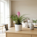 Tillandsia Cyanea met roze bloeiaar in witte keramieken pot op een eiken dressoir in een lichte woonkamer