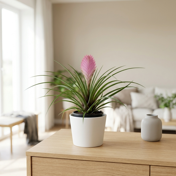 Tillandsia Cyanea met roze bloeiaar in witte keramieken pot op een eiken dressoir in een lichte woonkamer