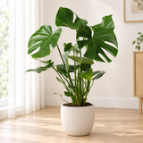 Monstera Deliciosa van 60 cm in een crèmewitte keramieken pot op een houten vloer in een lichte woonkamer