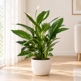 Spathiphyllum Vivaldi lepelplant met witte bloemen in een crèmewitte keramieken pot op een houten vloer