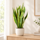 Sansevieria Trifasciata Laurentii vrouwentong in een crèmewitte keramieken pot op een eiken dressoir