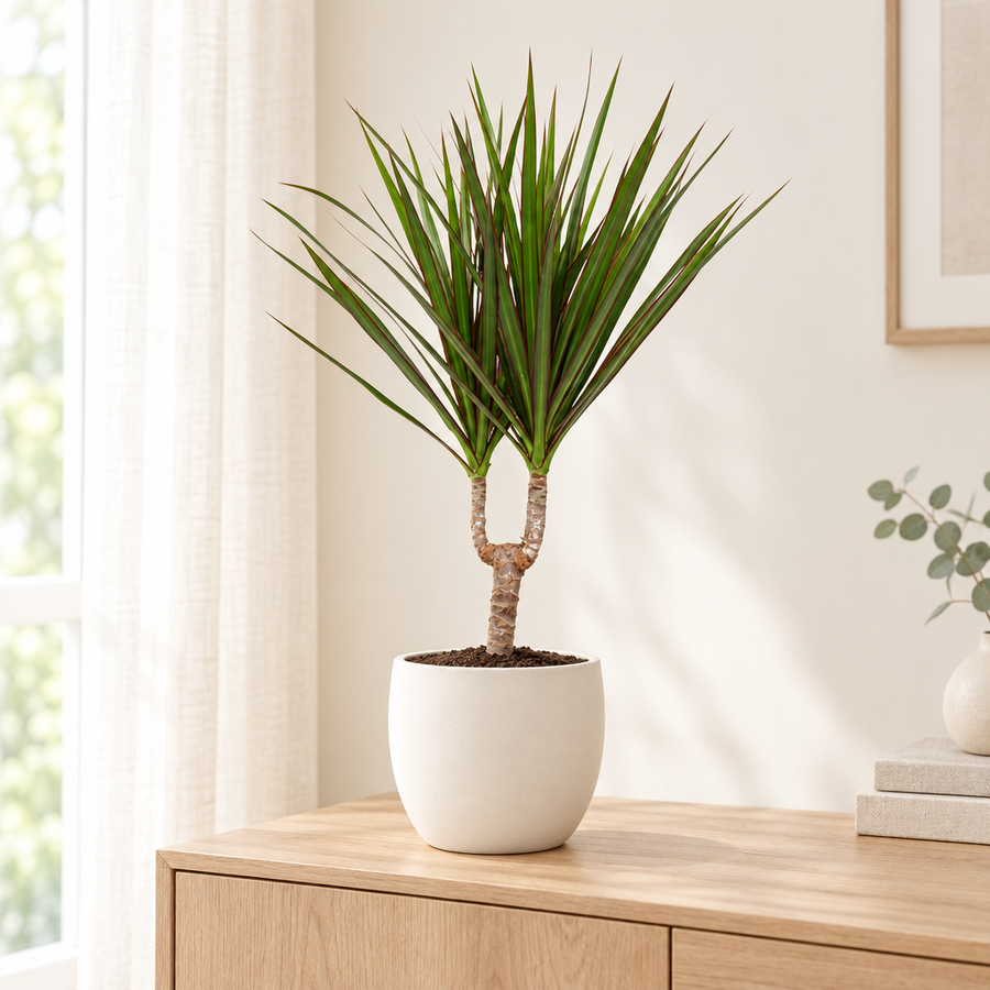 Dracaena Marginata drakenboom in een crèmewitte keramieken pot op een eiken dressoir