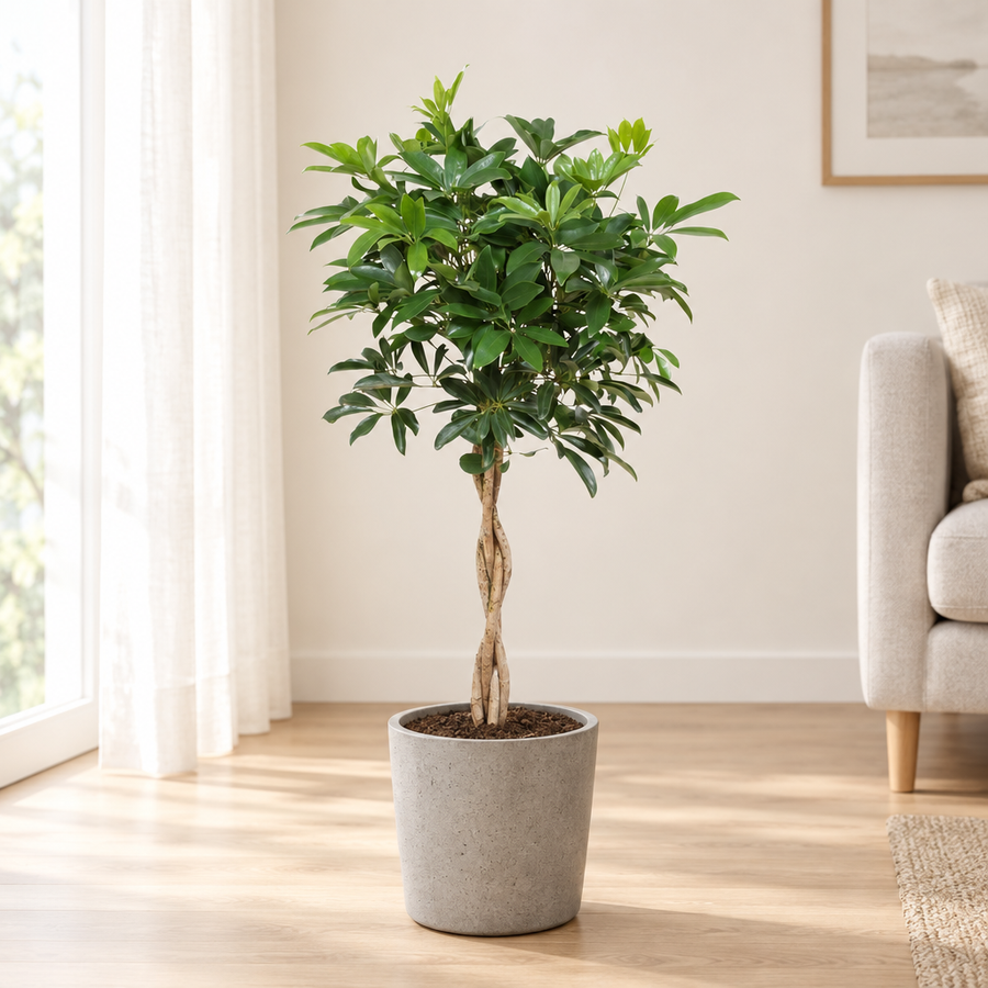 Schefflera Arboricola Compacta in een grijze betonlook plantenbak op een eiken vloer in een lichte woonkamer