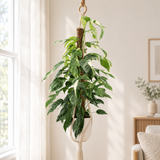 Epipremnum Pinnatum Albo Variegata in een crèmewitte pot in een macramé hanger bij het raam