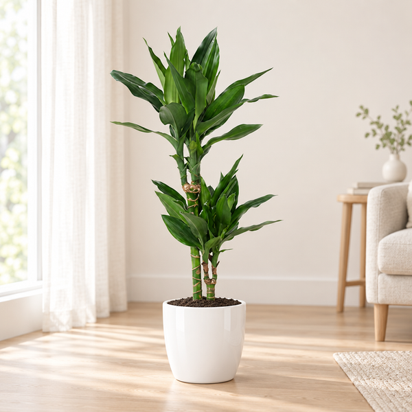 Dracaena Janet Lind in een hoogglans witte keramische pot op een eiken vloer in een lichte woonkamer