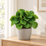 Peperomia Rana Verde in een grijze betonlook pot op een licht eikenhouten dressoir