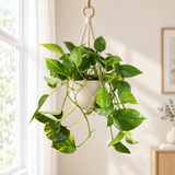 Epipremnum Aureum in een cremewitte pot in een macrame hanger bij het raam