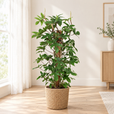 Philodendron Pedatum in een naturel zeegras mand op een lichte eikenhouten vloer in een lichte woonkamer