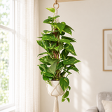Epipremnum Pinnatum Mosstok Scindapsus in een cremewitte pot in een macrame hanger bij het raam