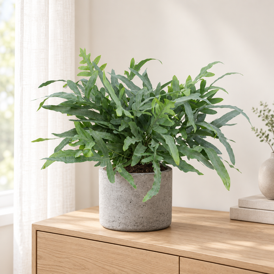 Phlebodium Aureum Blue Star in een grijze betonlook pot op een licht eikenhouten dressoir