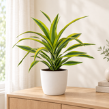 Dracaena Fragrans Lemon Lime in een matwitte keramieken pot op een licht eikenhouten dressoir