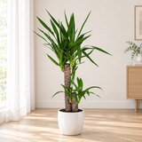 Yucca Elephantipes in een hoogglans witte sierpot op een licht eiken houten vloer in een lichte woonkamer