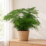 Asparagus Setaceus in een gevlochten zeegras mand op een licht eiken dressoir in een lichte woonkamer