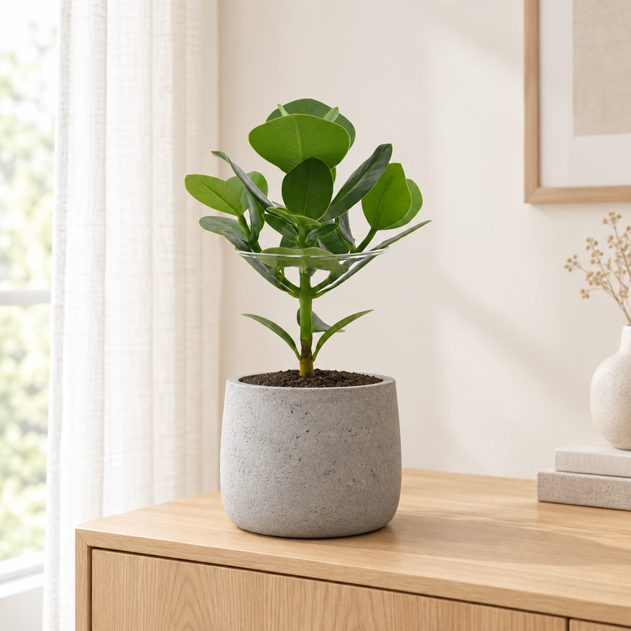 Clusia in een grijze betonlook sierpot op een licht eiken dressoir in een lichte woonkamer