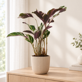 Calathea Fusion White in een beige geribbelde sierpot op een licht eiken dressoir in een lichte woonkamer