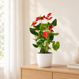 Anthurium Red in een matte witte keramieken sierpot op een licht eiken dressoir in een lichte woonkamer