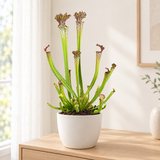 Sarracenia Farnhamii in een matwitte keramieken pot op een licht eiken dressoir in een lichte woonkamer