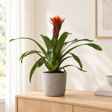 Guzmania Happiness in een grijze betonlook pot op een licht eiken dressoir in een lichte woonkamer