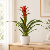 Guzmania Ostara in een matwitte keramieken pot op een licht eiken dressoir in een lichte woonkamer