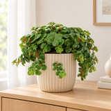 Sedum Tornado in een beige geribbelde sierpot op een eiken dressoir in een lichte woonkamer