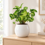 Syngonium Pixie in een witte hoogglans keramische sierpot in een lichte woonkamer