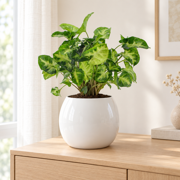 Syngonium Pixie in een witte hoogglans keramische sierpot in een lichte woonkamer