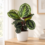 Calathea Medallion in een matwitte keramische sierpot in een lichte woonkamer
