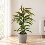 Ficus Binnendijkii Amstel King in een grijze betonlook plantenbak op een lichte eiken vloer