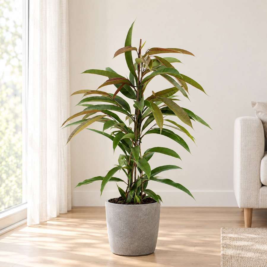 Ficus Binnendijkii Amstel King in een grijze betonlook plantenbak op een lichte eiken vloer