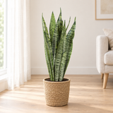 Sansevieria Zeylanica in een gevlochten zeegras mand op een lichte eiken vloer