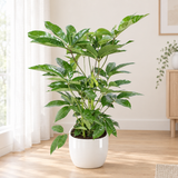 Schefflera Actinophylla Amate in een hoogglans witte sierpot op een lichte eiken vloer